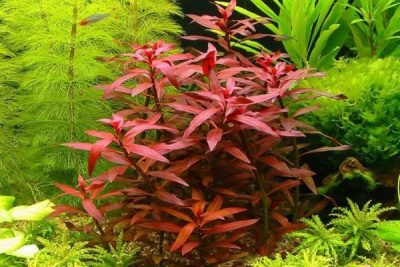 Людвигия Перуанская Ludwigia peruensis (меристемное растение)